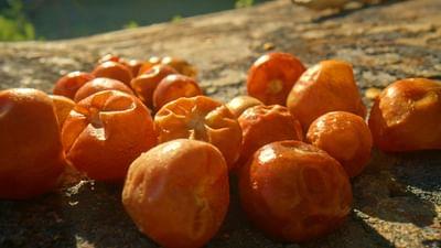 Die Welt der Gewürze: Chili aus Arizona, USA