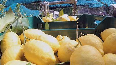 Die Welt der Zitrusfrüchte: Belebend: Italiens Zitronen