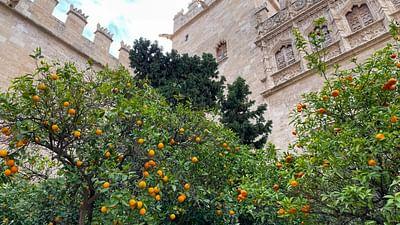 Die Welt der Zitrusfrüchte: Saftig: Spaniens Orangen