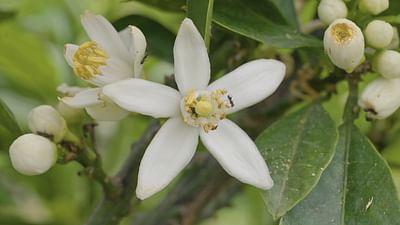 Die Welt der Zitrusfrüchte: Duftend: Frankreichs Neroli