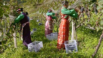 Die wunderbare Welt der Weine: China: Weine vom Dach der Welt