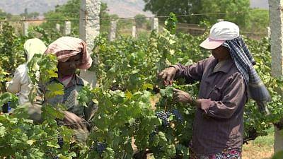 Die wunderbare Welt der Weine: Indien: Die Trauben der Moderne
