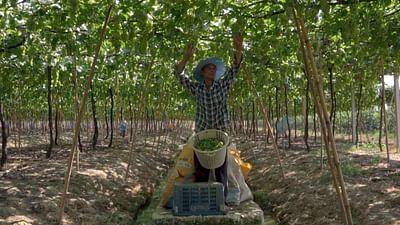 Die wunderbare Welt der Weine: Thailand: Weinbau in den Tropen
