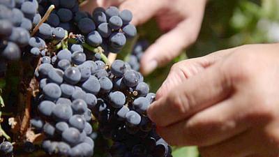 Die wunderbare Welt der Weine: Patagonien: Weinbau am Ende der Welt