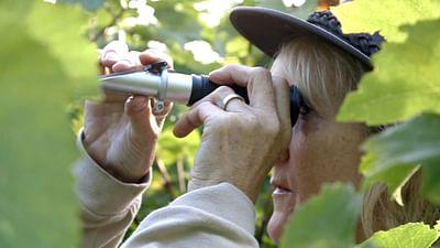 Die wunderbare Welt der Weine: England: Ein königlicher Sekt