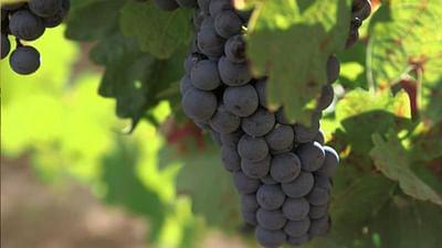 Die wunderbare Welt der Weine: Spanien/Rioja: Die Hüter der Tradition