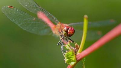 Die zwei Leben der Libelle