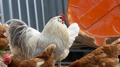 Dummes Huhn? Keineswegs!