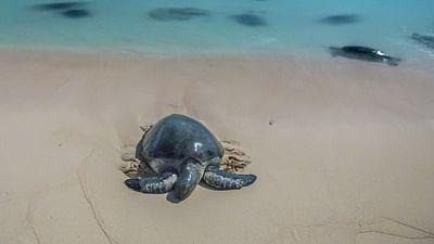 Durch das Jahr in der weltweiten Wildnis: März - April: Eine Zeit der Erneuerung