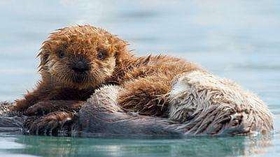 Durch das Jahr in der weltweiten Wildnis: Januar - Februar: Das Jahr nimmt seinen Lauf