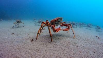Durch das Jahr in der weltweiten Wildnis: Juli - August: Eine Zeit der Wanderungen