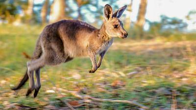 Durch das Jahr in der weltweiten Wildnis: September - Oktober: Unruhige Zeiten