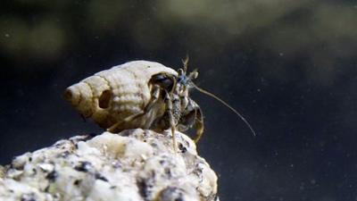 Ebbe: Gefangen auf Zeit (2/2): Die Rückkehr der Flut