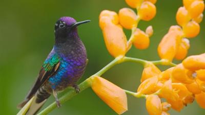 Ecuador, Hotspot der Artenvielfalt: Von den Hochanden zu den Galapagosinseln