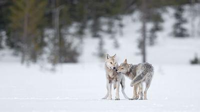 Ein Jahr unter Wölfen