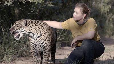 Eine wilde Familie: Ein Korridor für Jaguare