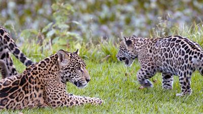 Eine wilde Familie: Feuer im Nationalpark
