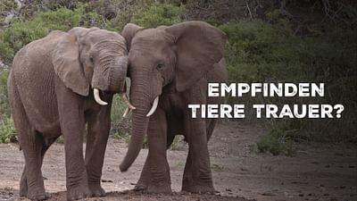 Empfinden Tiere Trauer?: Neues aus der Verhaltensforschung