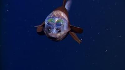 Faszination Tiefsee: Expedition zum Grund der Meere