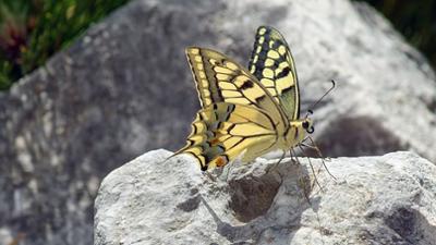 Feigenhaine und wilde Natur: Am Fuße des Tomorr in Albanien