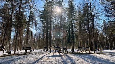 Finnland - Winter im hohen Norden
