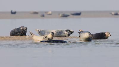 Frankreichs Norden: Die Baie de Somme und die Opalküste