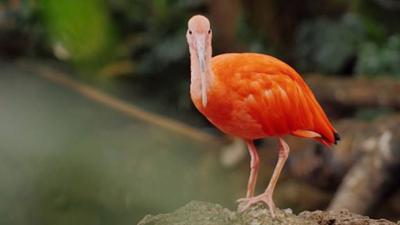Französisch-Guayana - Europas Paradiesvogel
