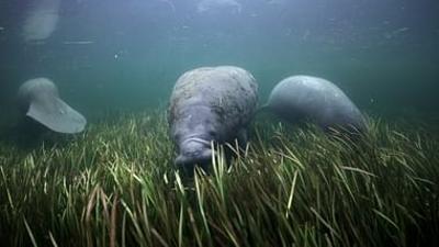Frisches Gras für die Seekuh