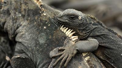 Galapagos: Neubeginn