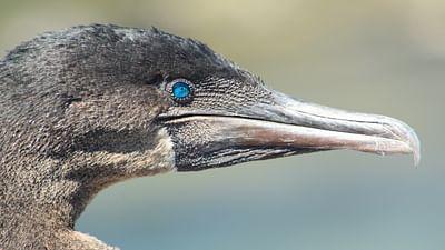 Galapagos: Verstecktes Paradies