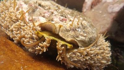 Ganz in Schale - Schmuckstücke der Meere