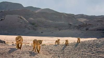 Geister der Wüste: Die Löwen der Skelettküste Namibias