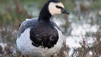 GEO Reportage: Wilde Waterkant, Nordfriesland und seine Gänse