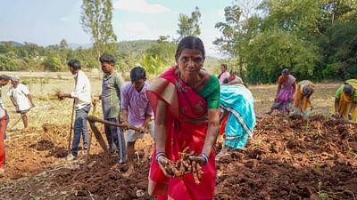 GEO Reportage: Indiens Kurkuma, heilsam und heilig