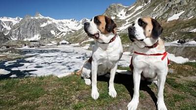 GEO Reportage: St. Bernhard: Von Menschen und Hunden