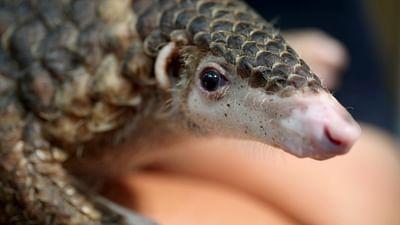 GEO Reportage: Vietnam: Die letzten Pangoline