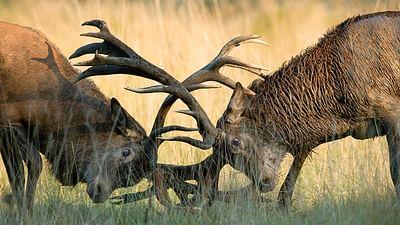 GEO Reportage: Panzer, Wölfe, Rothirsche: Bayerns wilder Übungsplatz