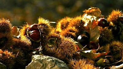 GEO Reportage: Kastanien, das Brot der Korsen