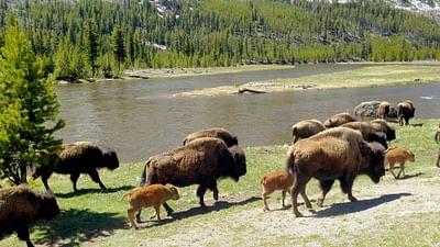 GEO Reportage: Bisons, die sanften Riesen von Montana