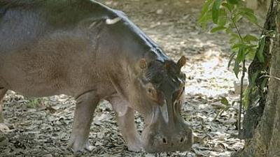GEO Reportage: Escobars Erbe: Kolumbiens Kokain-Hippos