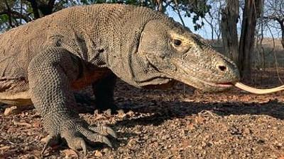 GEO Reportage: David und die Komodowarane