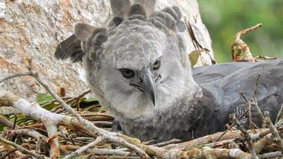 GEO Reportage: Harpyien, die größten Greifvögel des Regenwaldes
