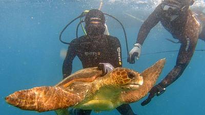 GEO Reportage: Kapverden: Zwei Hunde als Schildkrötenretter