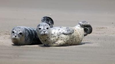 GEO Reportage: Notruf Nordseeküste: Die Robben-Retter