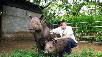 GEO Reportage: Tapire: Die Dschungel-Gärtner