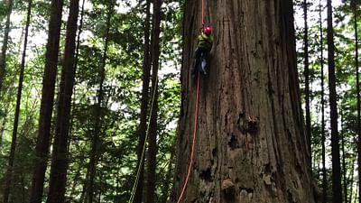 GEO Reportage: Kalifornien: Die Baumkletterer