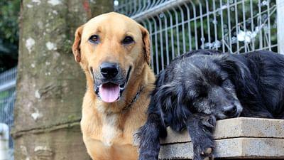GEO Reportage: Costa Rica: Das größte Hundeheim der Welt