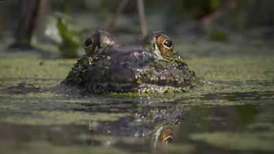 Globalisierung der Natur: Invasive Arten: Erfolgreich integriert?