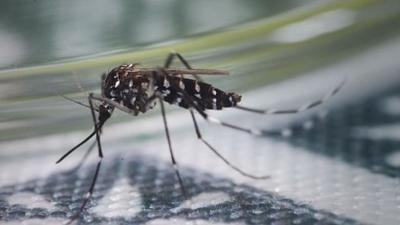 Globalisierung der Natur: Invasive Arten: Fluch oder Segen?