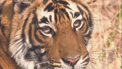 Gute Nachrichten vom Planeten: Woher bekommen wir saubere Energie?